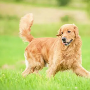 Golden Retriever
