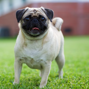 Pug