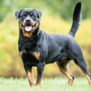 rottweiler