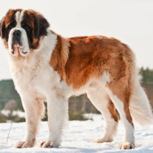 saint bernard
