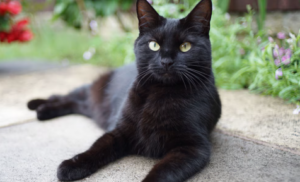 Bombay Cat