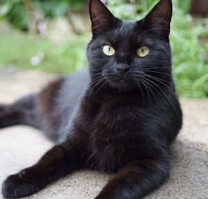 Bombay Cat