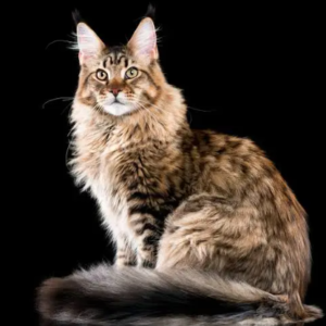 Maine Coon