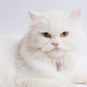 Persian Cat