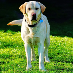 Labrador Retriever