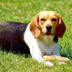 Beagle