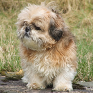Shih Tzu