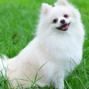 Pomeranian