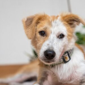 Adorable young dog with fluffy fur and curious expression lounges indoors, wearing a collar.