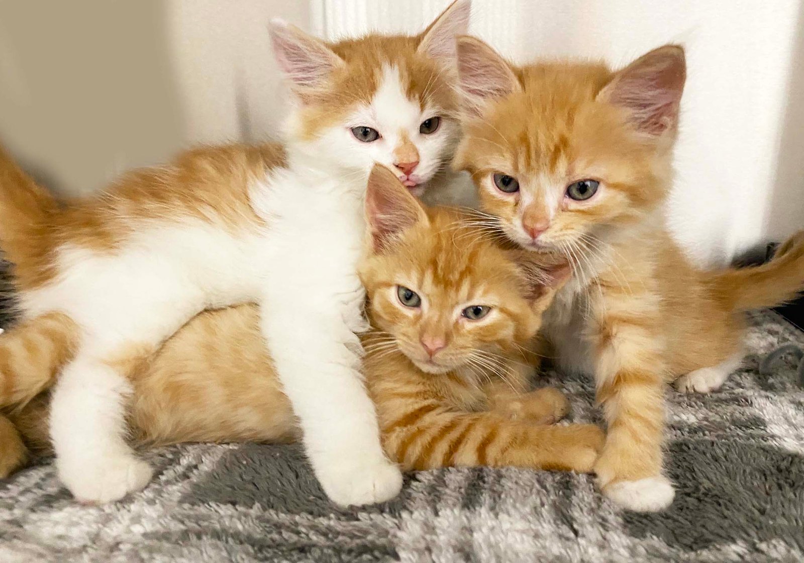 Litter Of Kittens